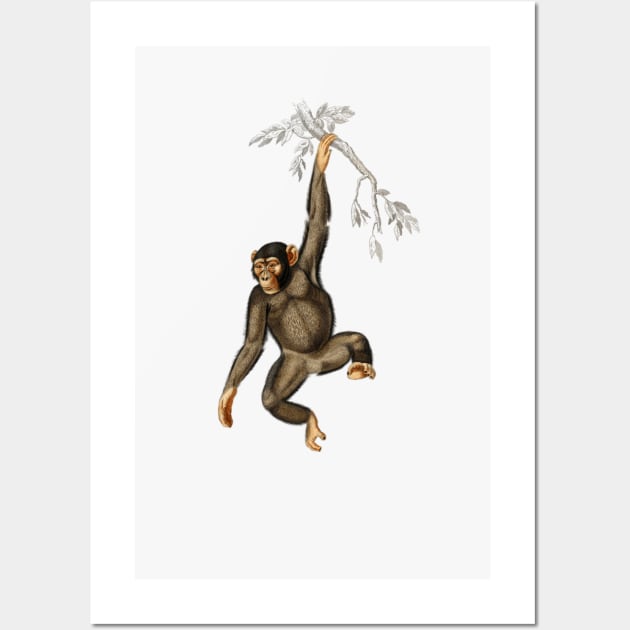 Chimpangze (Troglodyte Chimpanze) illustrated Wall Art by Storing